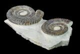 Two Devonian Ammonites (Anetoceras) Fossils - Tazarine, Morocco #146921-3